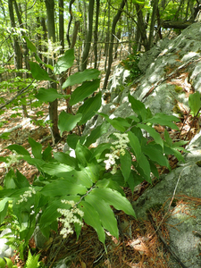 Photo By: Gregory J. Edinger. Photo taken: Washington County, NY on 4 June 2020